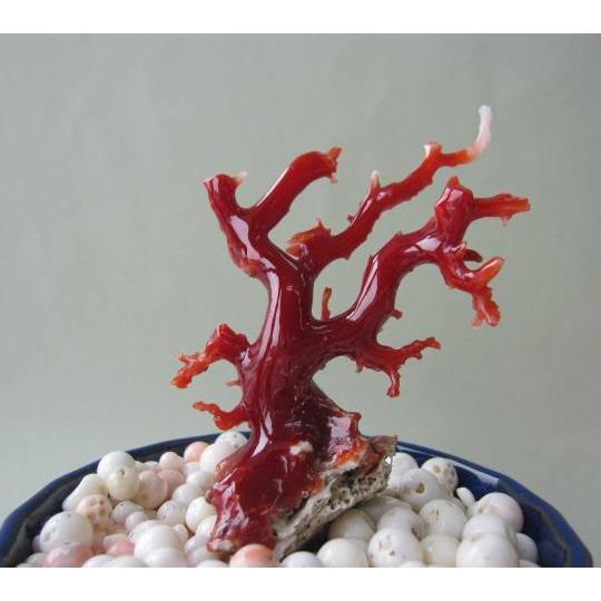 割引価格購入 日本 高知沖産血赤珊瑚の 拝見 原木 置物 艶出し加工済み 飾り 置物 盆栽風 宝石サンゴ 人気商品割引 Www Gianyarkab Go Id