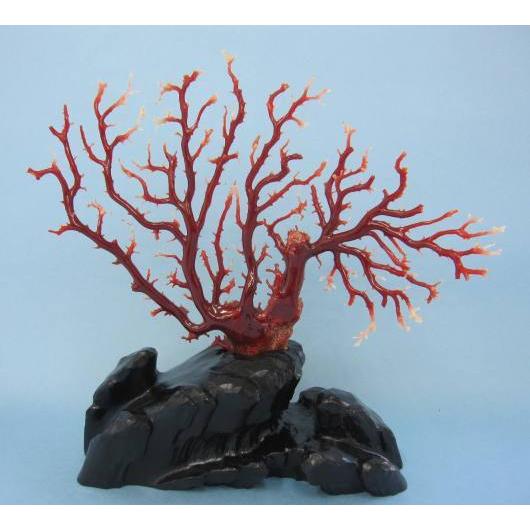 人気商品 宝石珊瑚の原石 高級 アカ さんご 日本 高知沖産血赤珊瑚の拝見 原木 置物 艶出し加工済み 黒檀台 飾り 宝石サンゴ インテリア雑貨 Sitescorporativos Com Br