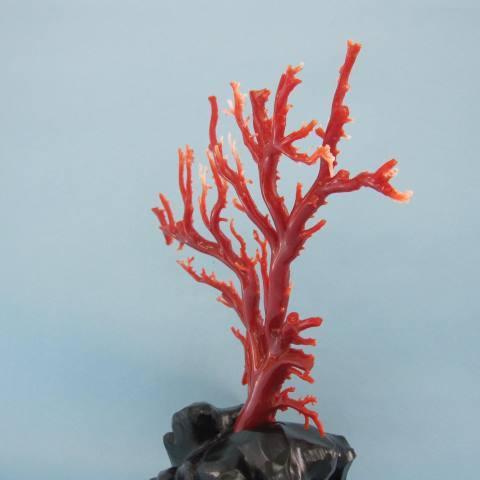 血赤珊瑚原木】希少！＊血珊瑚＊天然 原木 サンゴ オブジェ 手渡し推奨