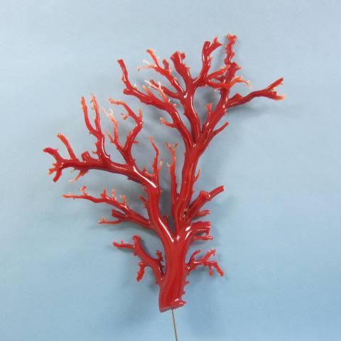 日本・高知沖産血赤珊瑚の拝見・原木・置物 /艶出し加工済み/黒檀台