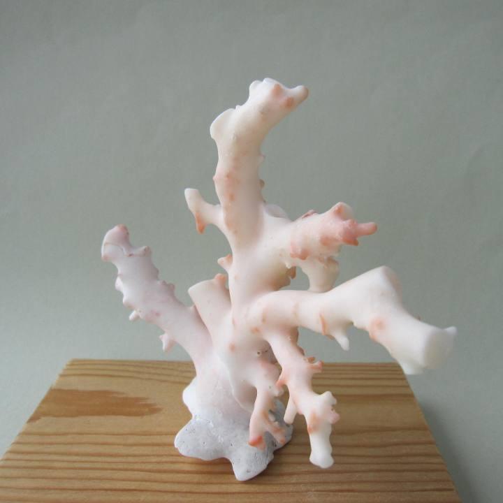 ミッド（白）珊瑚の原木・拝見・置物 艶出し加工済み 『宝石サンゴ