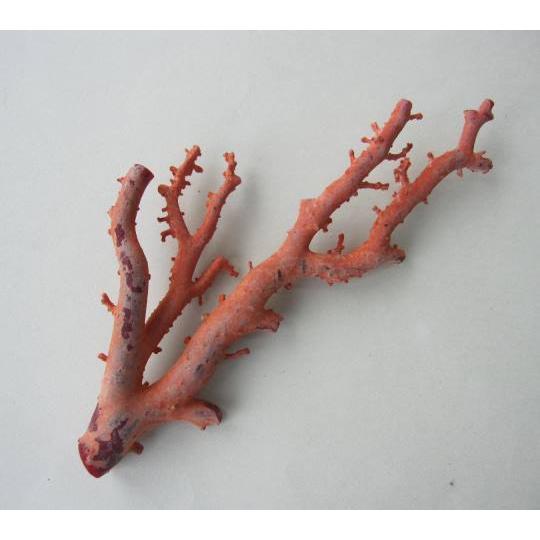 日本 高知沖産血赤珊瑚の原木 素材 枝 パーツ 宝石サンゴ R4ag58 617yならショッピング ランキングや口コミも豊富なネット通販 更にお得なpaypay残高も スマホアプリも充実で毎日どこからでも気になる商品をその場でお求めいただけます 家具 インテリア 素材 枝