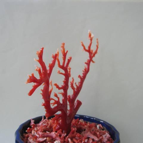 ★血赤珊瑚　珊瑚の拝見　珊瑚原木　ルース　宝石珊瑚　研磨済　重さ151.6g 楽天市場】日本・高知沖産赤珊瑚の拝見 原木 家宝 置物 飾り