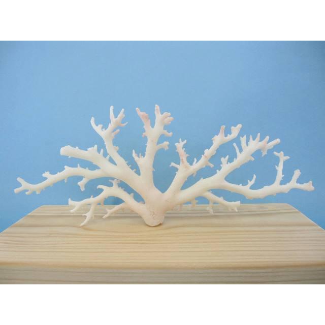 ミッド（白）珊瑚の 原木・拝見・置物 /魔除・厄除・御守/『宝石サンゴ』｜tosasangoya