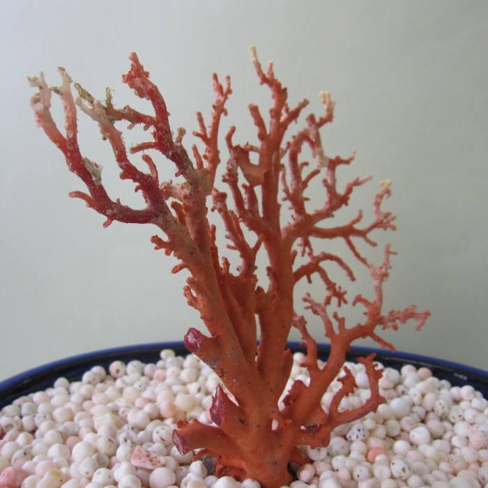 日本・高知沖産赤珊瑚の拝見・原木・置物 /飾り/盆栽風/『宝石