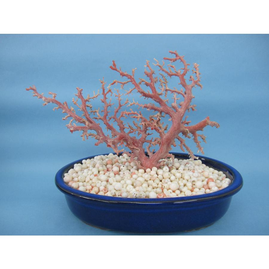 高知沖産血赤珊瑚の盆栽風の置き物 拝見 置物 原木『宝石サンゴ』 日本