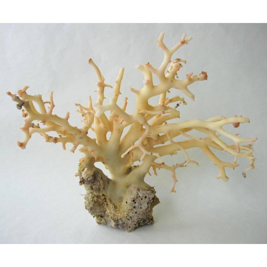 白珊瑚 原木 置物