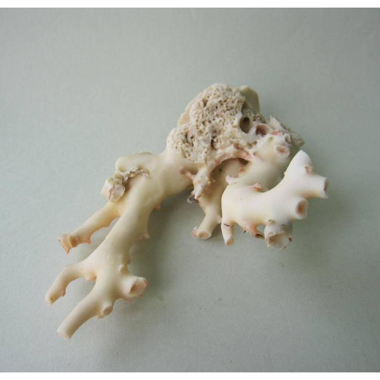 ミッド（白）珊瑚 原木 拝見 置物 飾り アクセサリー素材 宝石サンゴ