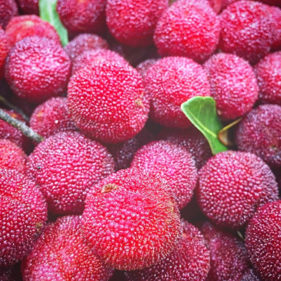 完売しました 地元でリピート続出 希少宝石山桃 果実 1kg やまもも ヤマモモ 同梱不可 ネット初販売記念 今だけレビューで送料無料 Yamamomo 1kg 土佐清水くらし企画 通販 Yahoo ショッピング