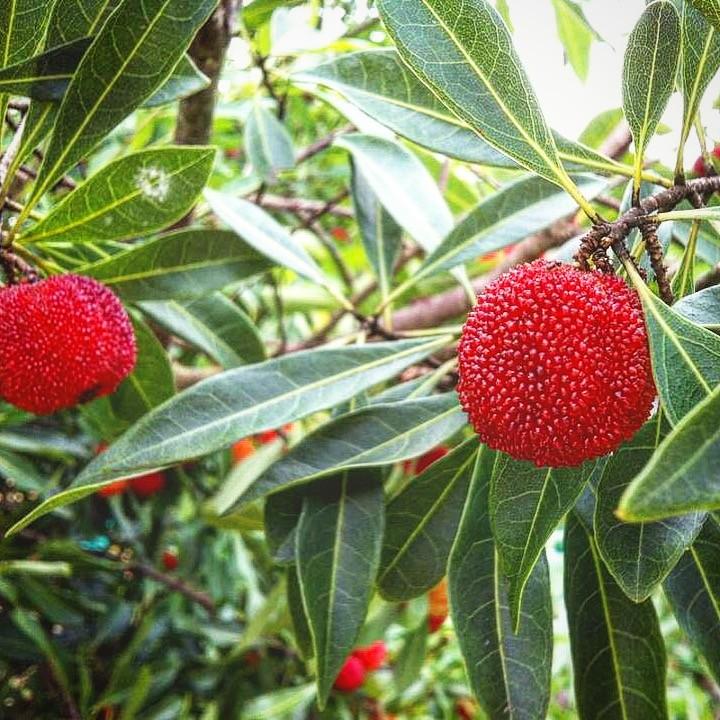 完売しました 地元でリピート続出 希少宝石山桃 果実 1kg やまもも ヤマモモ 同梱不可 ネット初販売記念 今だけレビューで送料無料 Yamamomo 1kg 土佐清水くらし企画 通販 Yahoo ショッピング