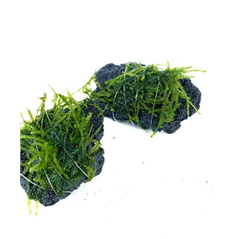 水草 ウィローモス ゆうパケット送料無料 国産 数量限定 無農薬 約10ｇ 金魚藻 驚きの価格 約10ｇ