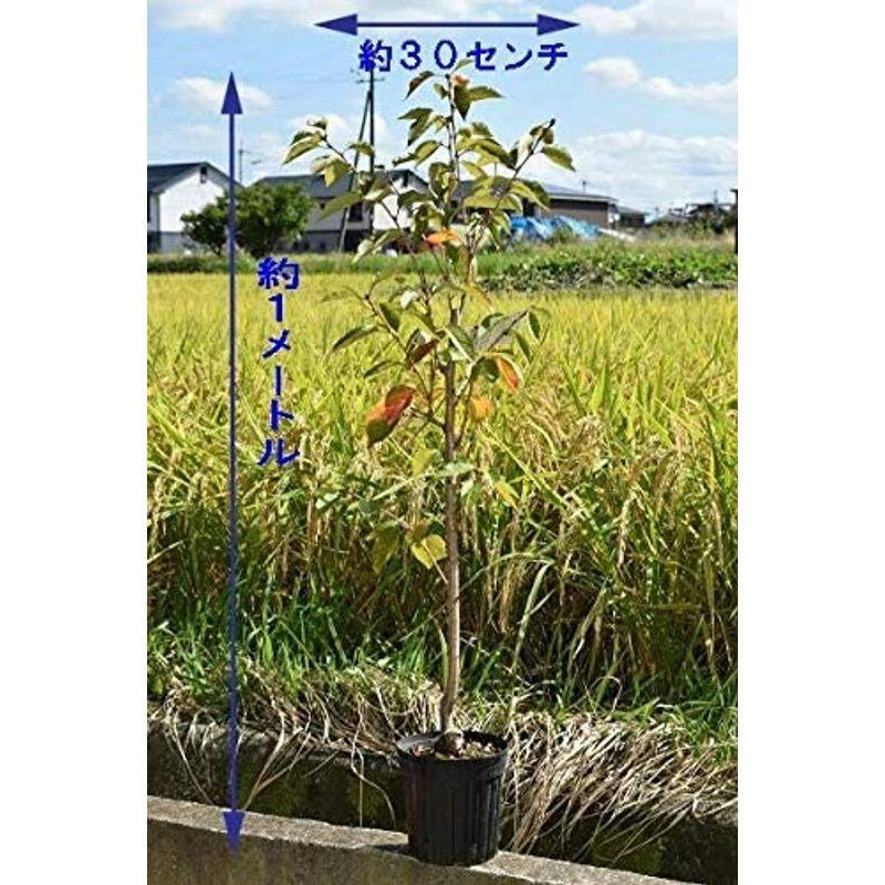 オープニングセール 桜苗木 ソメイヨシノ 苗木 3年生 接ぎ木苗 Globescoffers Com