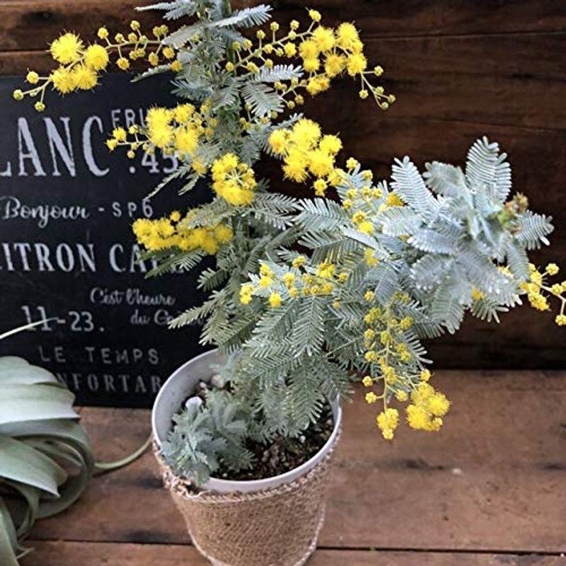 待望の入荷 ミモザ アカシア 地植えオッケー ガーデニング 銀葉 黄色のふわふわの花 Tosaショッピング 通販 Yahoo ショッピング