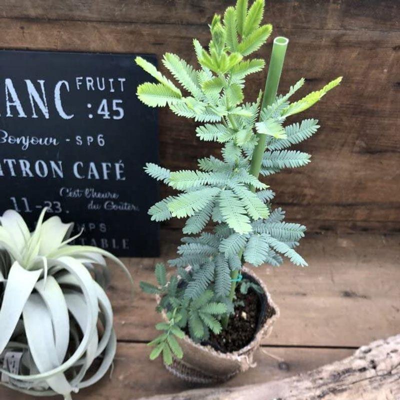 待望の入荷 ミモザ アカシア 地植えオッケー ガーデニング 銀葉 黄色のふわふわの花 Tosaショッピング 通販 Yahoo ショッピング