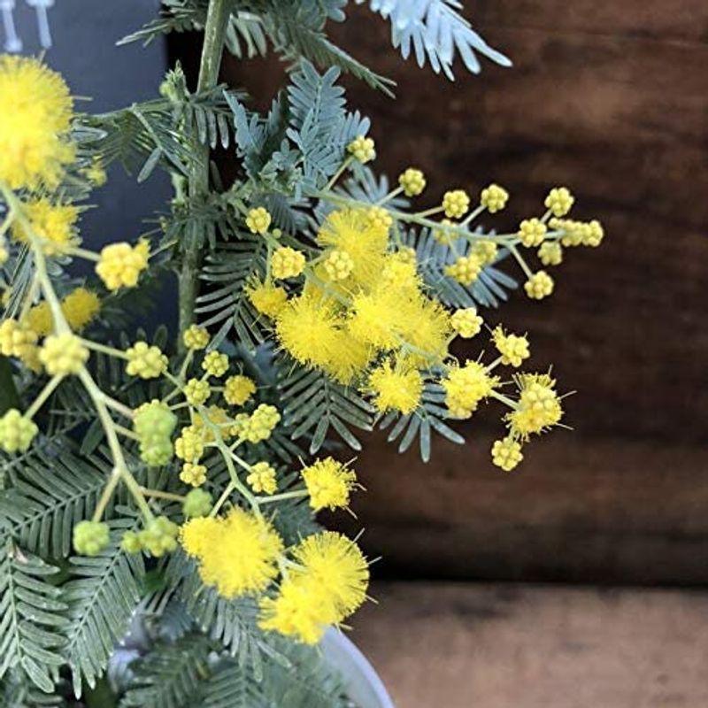 待望の入荷 ミモザ アカシア 地植えオッケー ガーデニング 銀葉 黄色のふわふわの花 Tosaショッピング 通販 Yahoo ショッピング