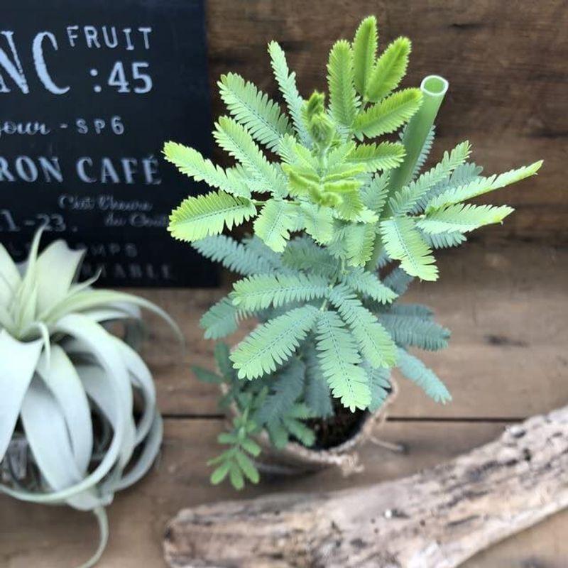 待望の入荷 ミモザ アカシア 地植えオッケー ガーデニング 銀葉 黄色のふわふわの花 Tosaショッピング 通販 Yahoo ショッピング