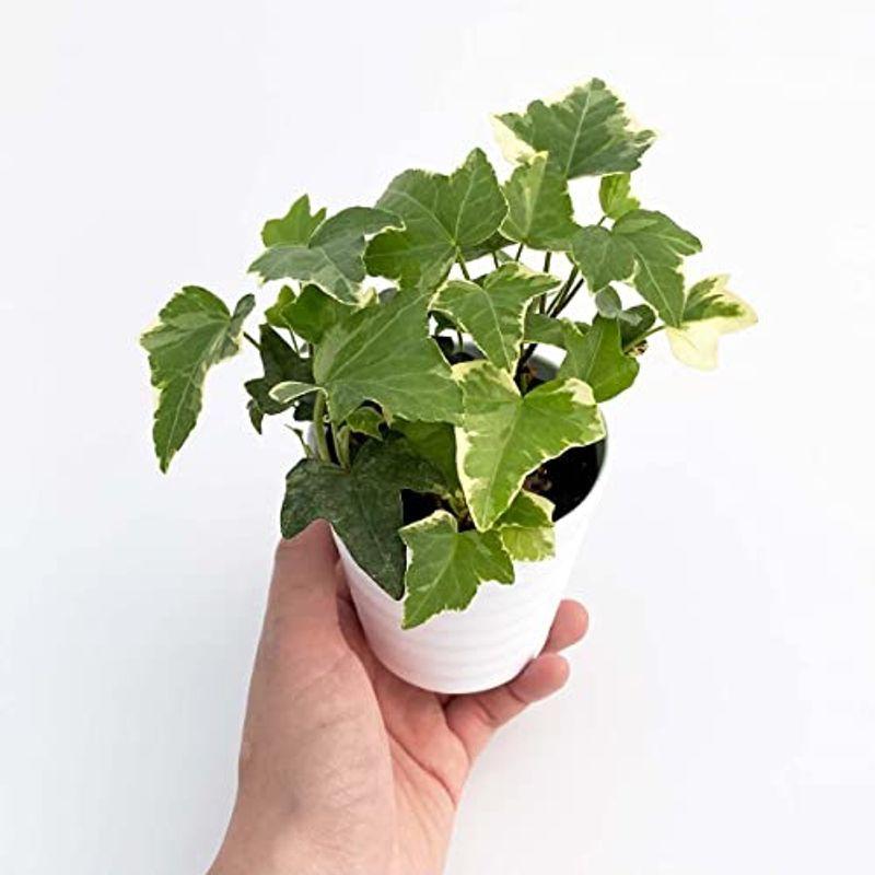 Ina工藝 観葉植物 おしゃれ 小さめ ミニ観葉 へデラ アイビー 3号 本物 鉢植え 室内 風水 プレゼント ギフト グリーンインテリア Tosaショッピング 通販 Yahoo ショッピング