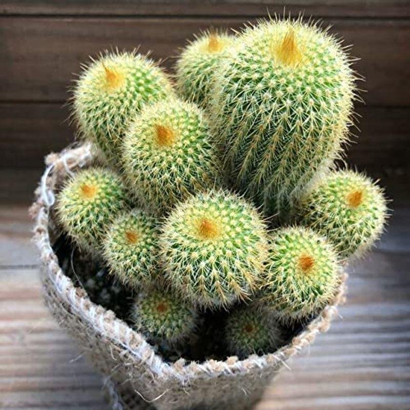 金晃丸 子株いっぱい 黄金のサボテン Tosaショッピング 通販 Yahoo ショッピング