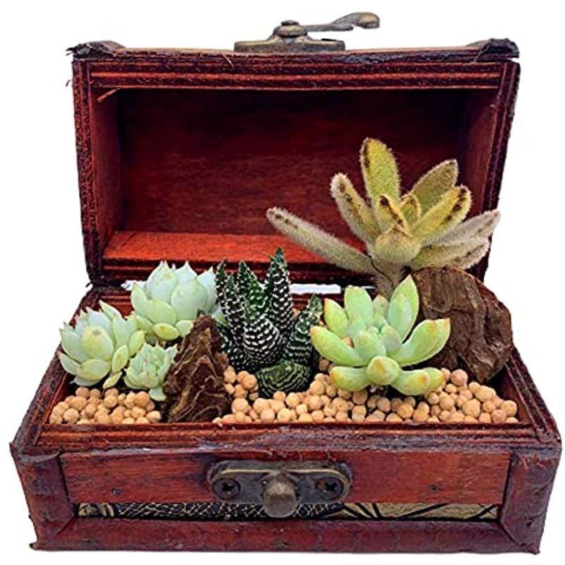 伊豆シャボテン本舗 観葉植物 サボテン 多肉植物 寄せ植え 宝箱ケース入り 小 木製 植木鉢 卓上 Tosaショッピング 通販 Yahoo ショッピング