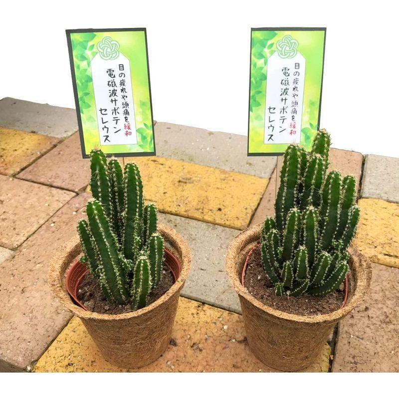 癒しと幸せを運ぶ観葉植物電磁波サボテン セレウス ココポット 鉢皿付き 2個セット健康 疲れを癒す オフィス 新婚祝い 結婚記念日 誕生日 Tosaショッピング 通販 Yahoo ショッピング