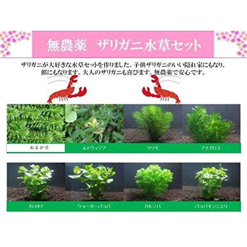 イイ水草市場 ザリガニ水草セット 繁殖 隠れ家にも 005 Tosaショッピング 通販 Yahoo ショッピング