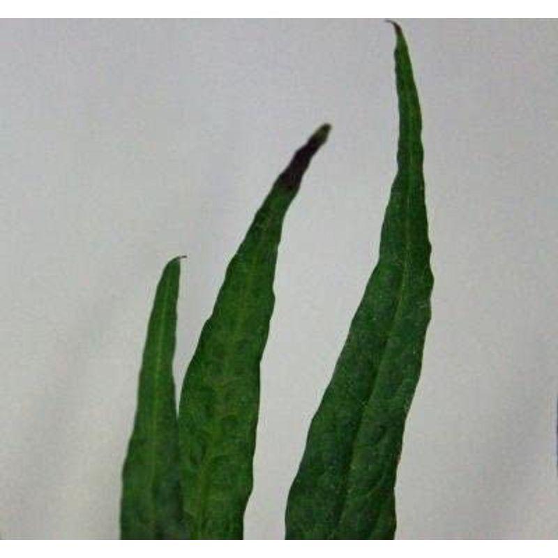 送料安 ミクロソリウム ソードリーフ ３株 葉が剣のようなミクロソリウム イイ水草市場 Tosaショッピング 通販 Yahoo ショッピング