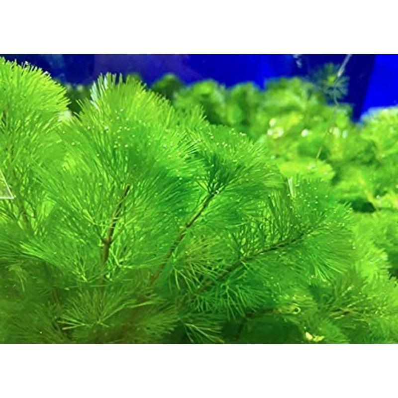 水草 茎の太い葉数が多い カモンバ 10本 金魚藻 おもり付 無害虫 メダカにも Tosaショッピング 通販 Yahoo ショッピング