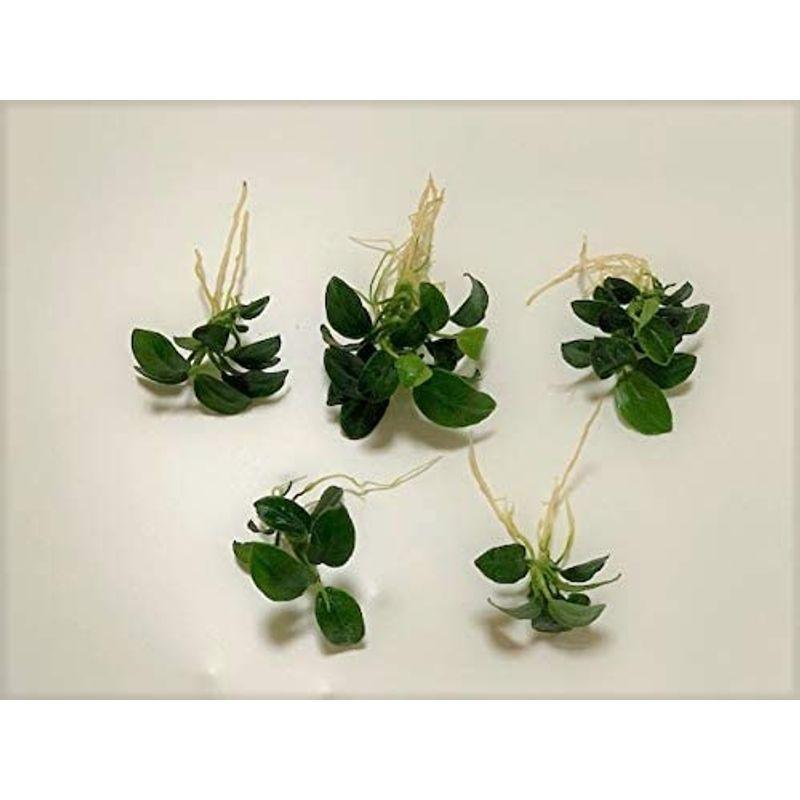 水草 アヌビアスナナ プチ ５株 イイ水草市場 Tosaショッピング 通販 Yahoo ショッピング