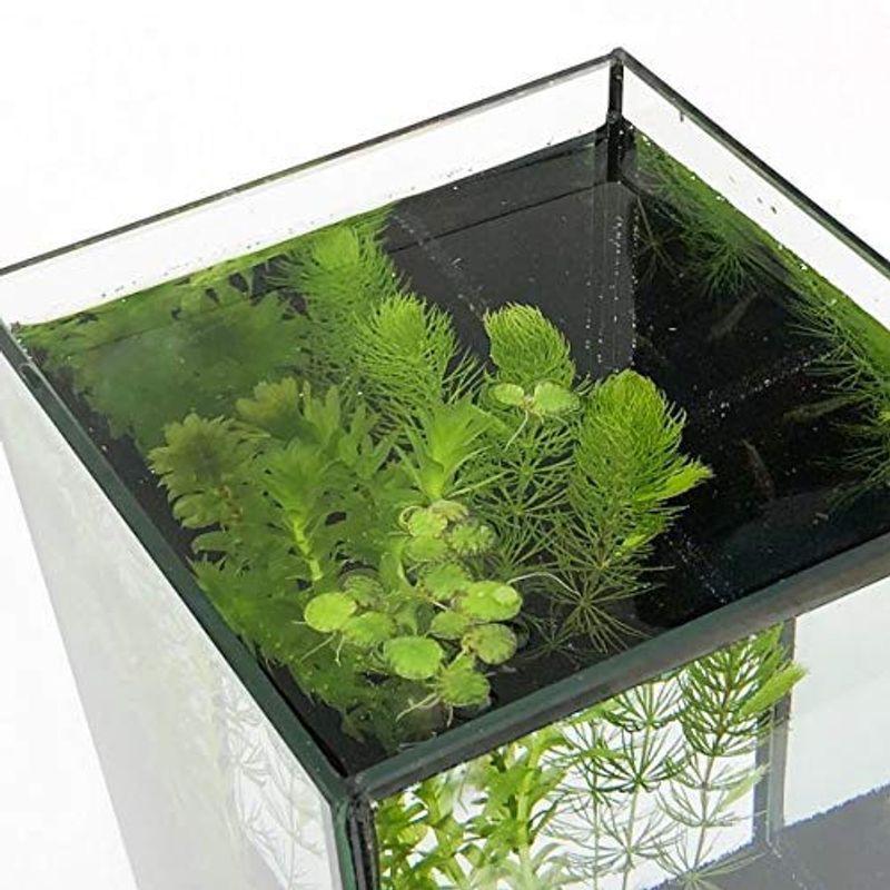 説明書 おもり２個付き 水草セット メダカ用３種 マツモ アナカリス 浮草 無農薬 Tosaショッピング 通販 Yahoo ショッピング