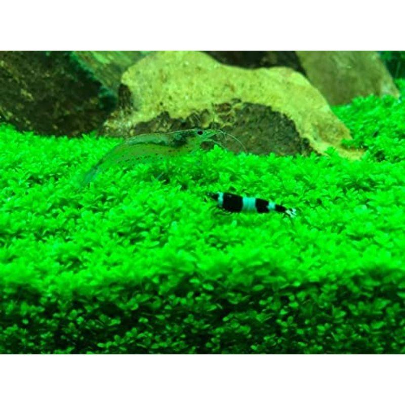 前景水草セット キューバパールグラスとニューラージパールグラス 無農薬 無害虫 水草専門イイ水草市場 Tosaショッピング 通販 Yahoo ショッピング