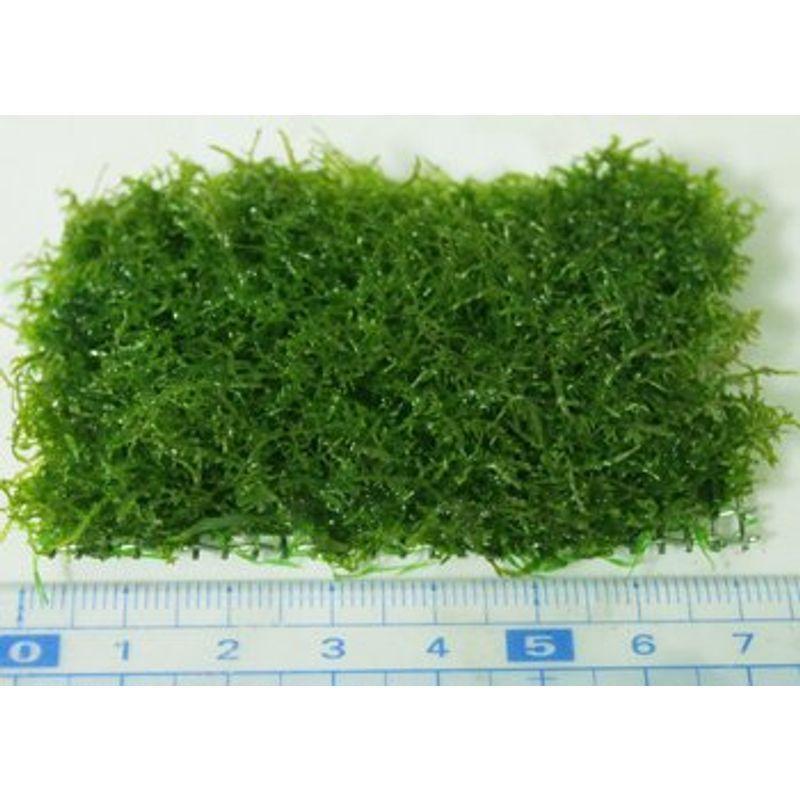 無農薬 プレミアムグリーンモス 横6 縦3ｃｍマットタイプ モスの王様 イイ水草市場 Tosaショッピング 通販 Yahoo ショッピング
