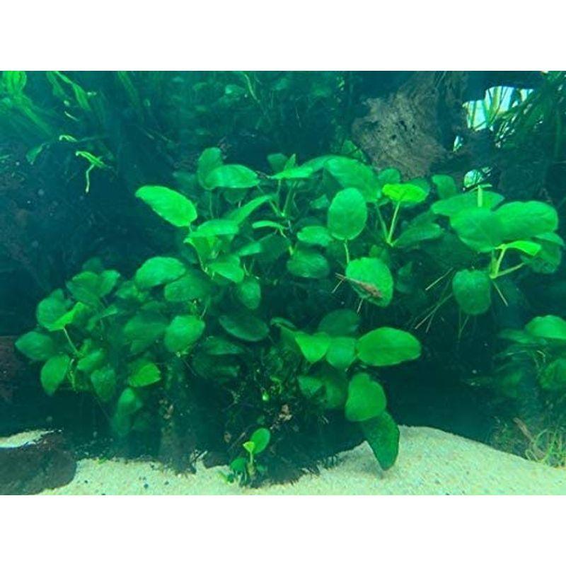水草 アヌビアスナナ 3株 イイ水草市場 Tosaショッピング 通販 Yahoo ショッピング