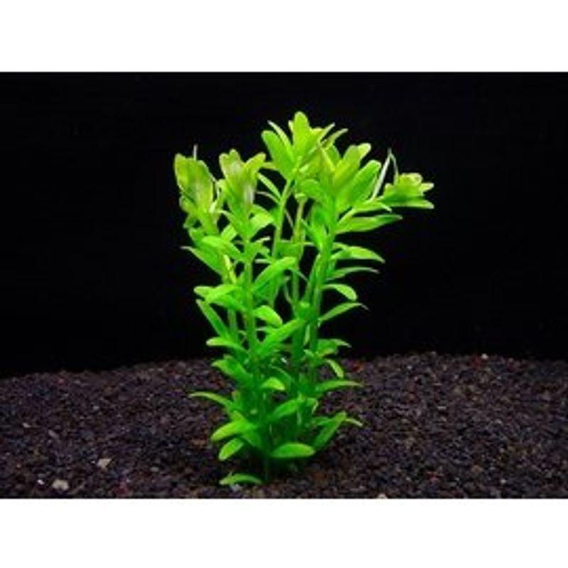 イイ水草市場 グリーンロタラ ５本 緑 有茎草 丈夫 002 Tosaショッピング 通販 Yahoo ショッピング