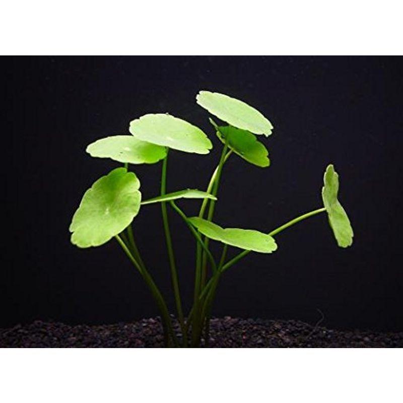 イイ水草市場 水草 ウォーターマッシュルーム 5本 002 Tosaショッピング 通販 Yahoo ショッピング