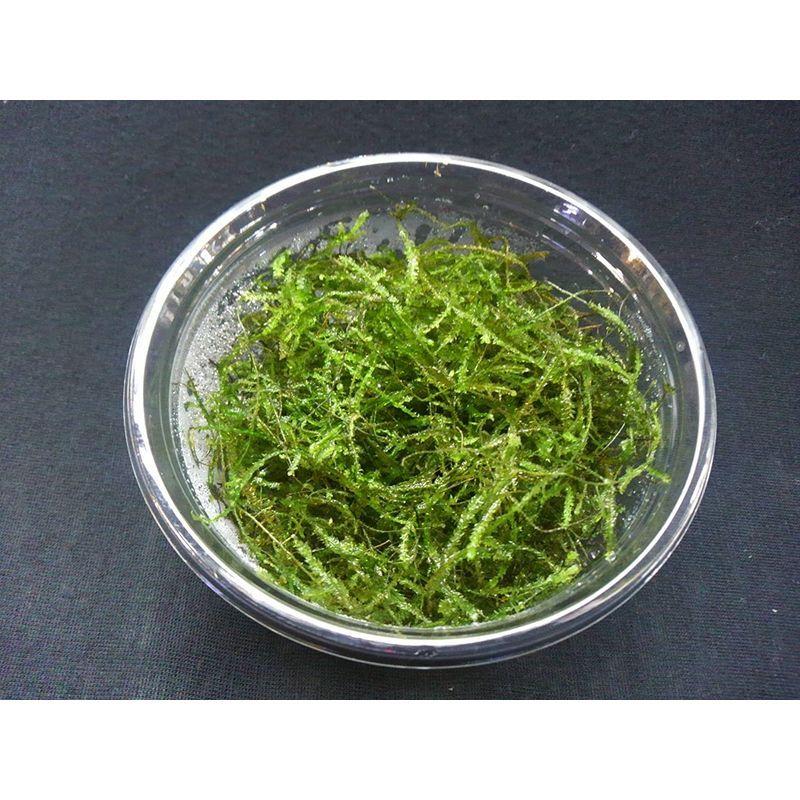 水草 生体 ウィローモス カップ入り ネットファームジャパン Tosaショッピング 通販 Yahoo ショッピング