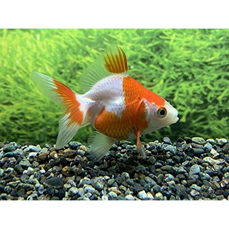 最大67 オフ 金魚国産 更紗琉金 Sm 3匹 生体 Shipsctc Org