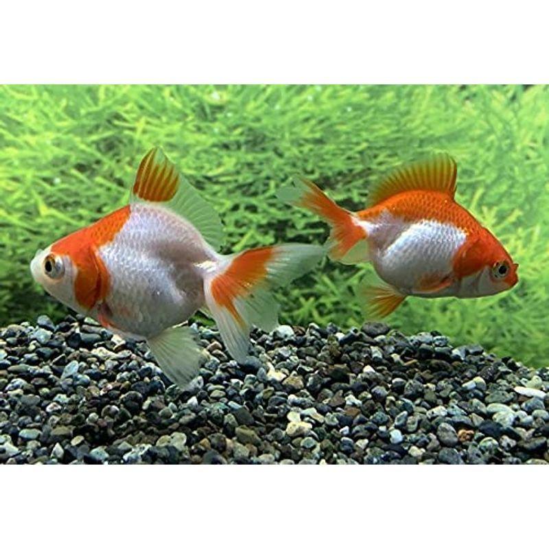 最大67 オフ 金魚国産 更紗琉金 Sm 3匹 生体 Shipsctc Org