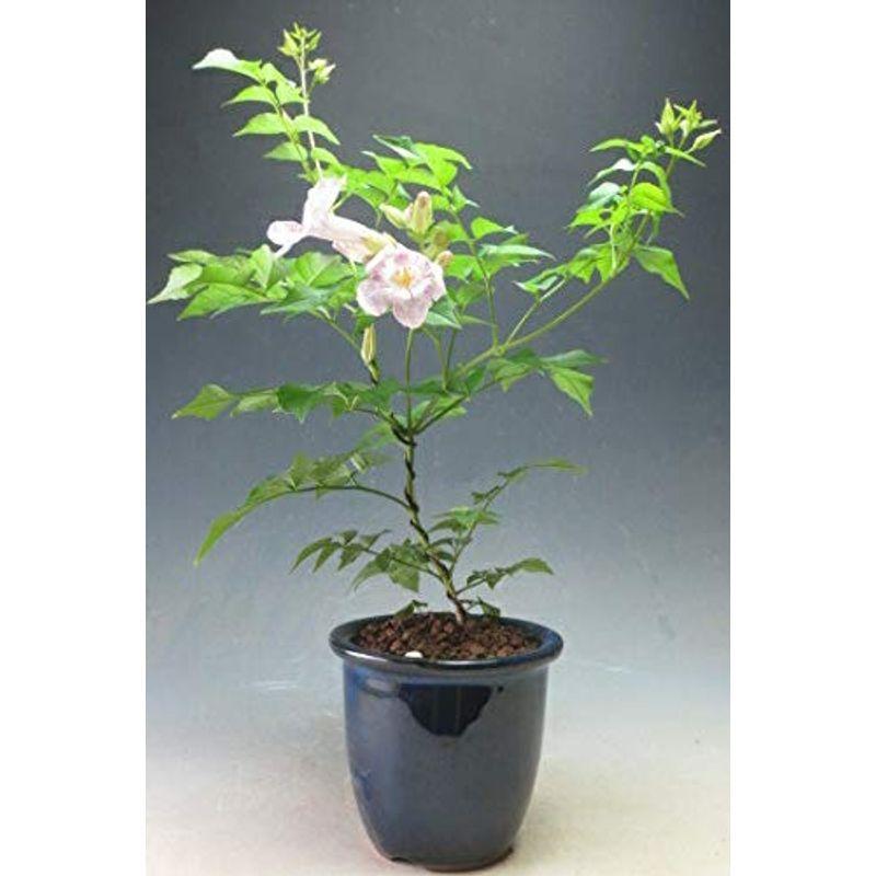 盆栽 ノウゼンカズラ 薄ピンク花 盆栽仕立ての鉢植え 現在 落葉中 Tosaショッピング 通販 Yahoo ショッピング