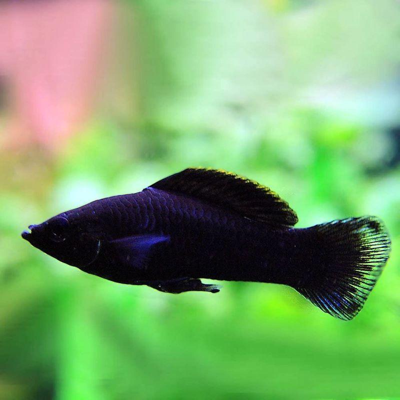 熱帯魚)ブラックモーリー (約3-4cm)20匹生体 :20220428175109-00691:TOSAショッピング - 通販 - Yahoo!ショッピング 熱帯魚)ブラックモーリー (約3-4cm)20匹生体 :20220428175109-00691:TOSAショッピング - 通販 - Yahoo!ショッピング