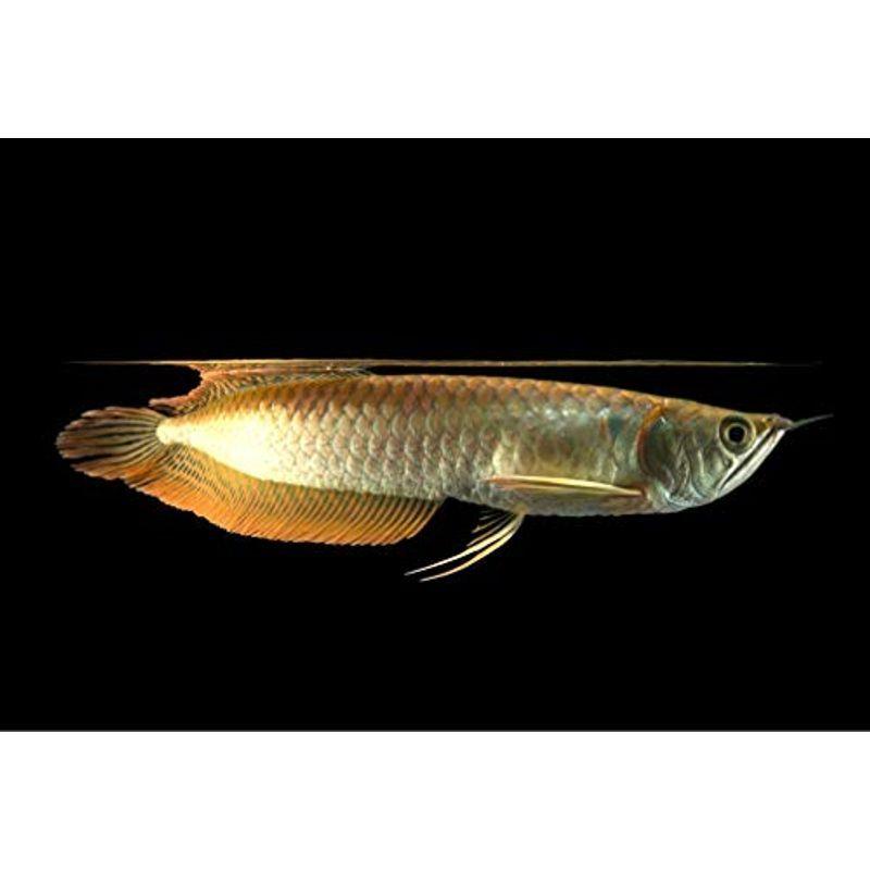 古代魚 熱帯魚 25日まで安くします！