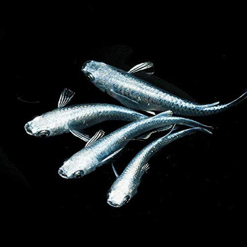 セール特価 みゆき メダカ 六鱗幹之g2 3ペア めだか処 利久庵 生体 成魚 Settefibra Com Br
