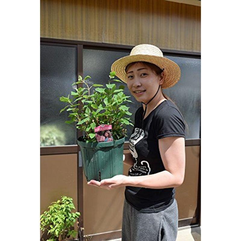 人気ブランド多数対象 アナベルピンク苗大苗 ピンクアナベル