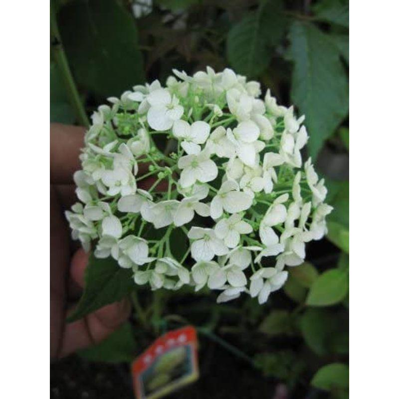 休日限定 アナベルアジサイ 咲始は 緑から少しずつ 白く そして 又 グリーンに 花の期間が長い