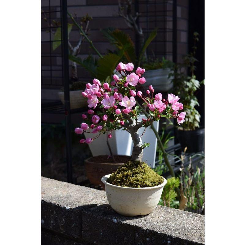 ハナカイドウ盆栽 ミニ盆栽 花 信頼 Ahmedmostafa Us