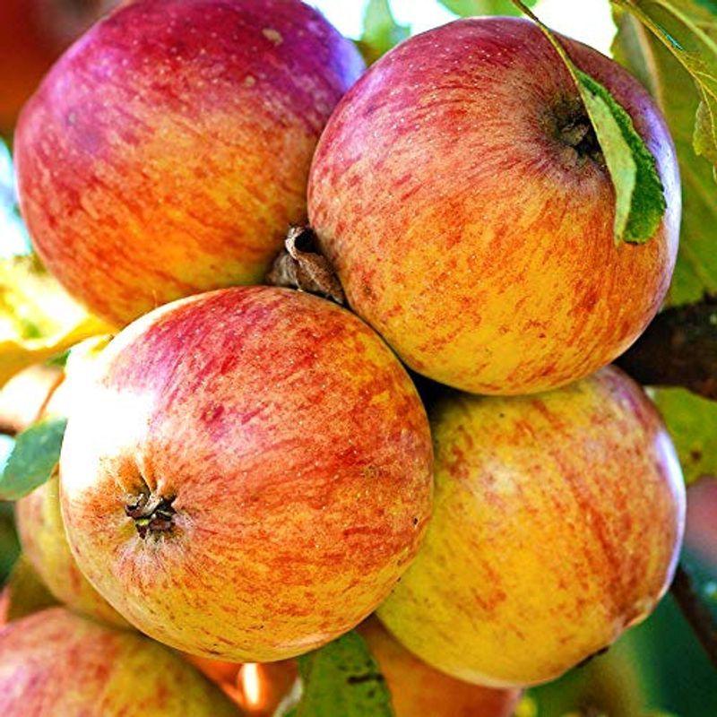 りんごの苗木 品種：富士(ふじ)品種で選べる果樹苗木 2年生 接木苗 15cmポット 平均樹高:60cm/1個(ポット植えなのでほぼ年中植付
