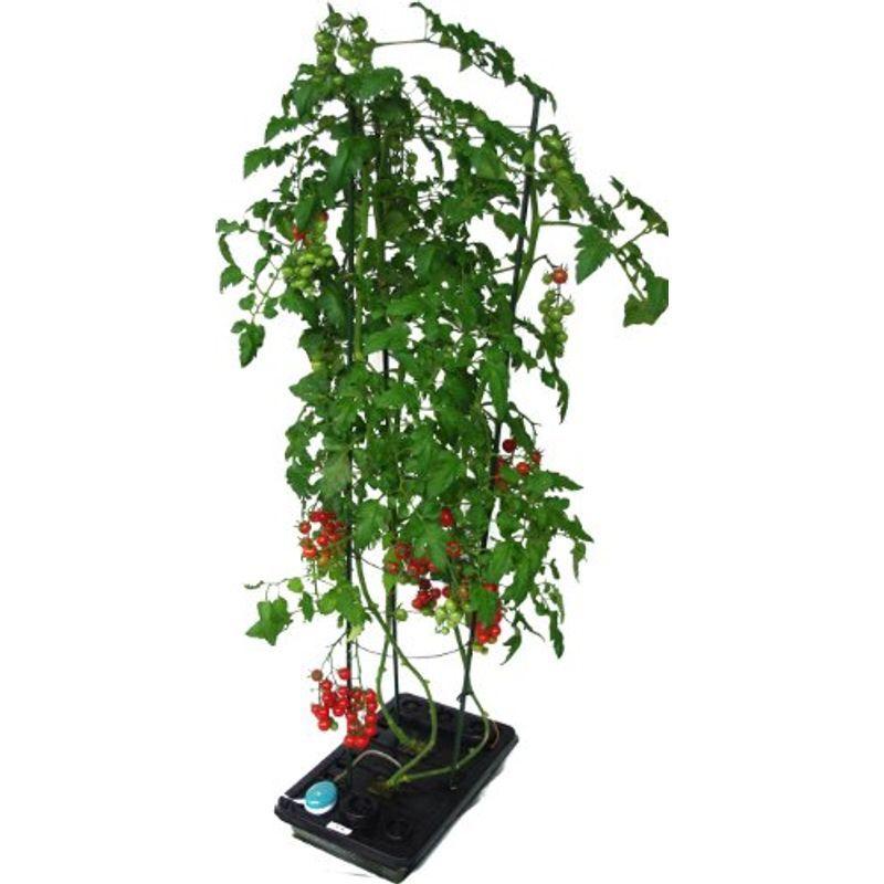 水畑 つるまき支柱付き トマト ミニトマト ナス さやいんげんなど丈の必要な野菜を水耕栽培 Tosaショッピング 通販 Yahoo ショッピング