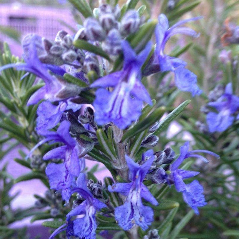 税込 ローズマリー モーツァルトブルー 半立性 ハーブ苗9cmポット 3個セット通年植付け可能 Globescoffers Com