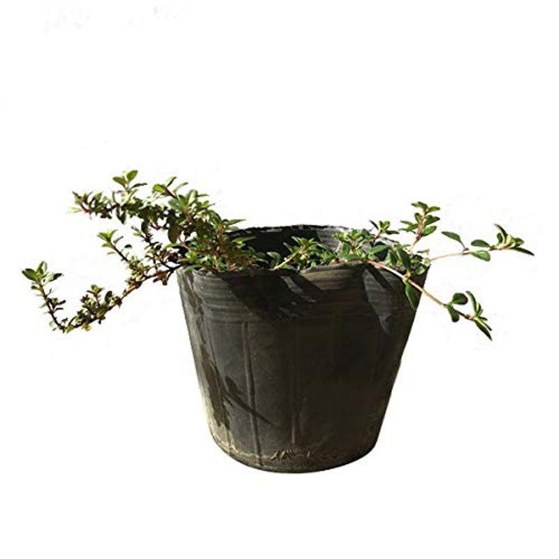 クリーピングタイム 苗 40ポットセット 常緑 這性 ハーブ ハーブ グランドカバー 苗 苗