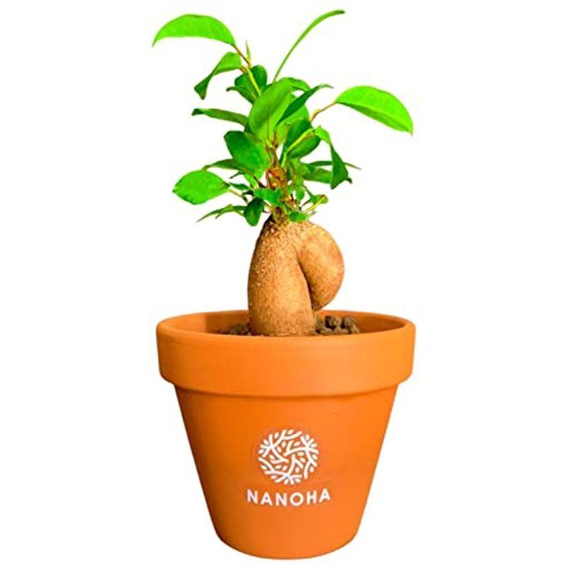 ガジュマル 観葉植物 素焼鉢 母の日 父の日 贈り物 受け皿なし おしゃれ 可愛い 本物 インテリア 小さいミニサイズ Nanoha Tosaショッピング 通販 Yahoo ショッピング