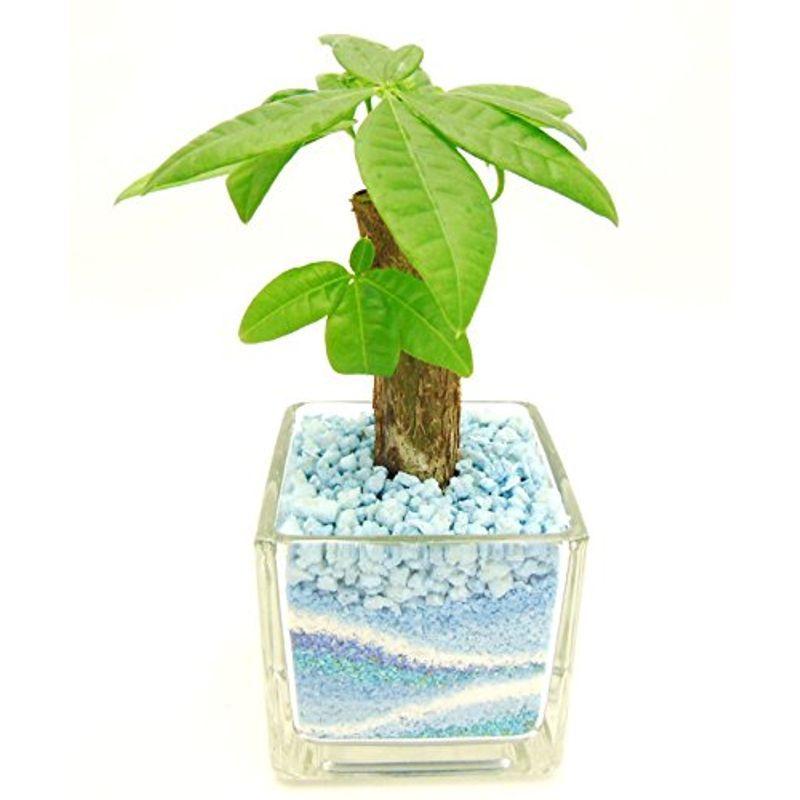 観葉植物 パキラ ハイドロカルチャー ガラス植え S サンド ブルー お手入れ簡単 ギフトに最適 室内で安心な土を使わない水耕栽培 お部 Gex6wfs5ni Godawaripowerispat Com